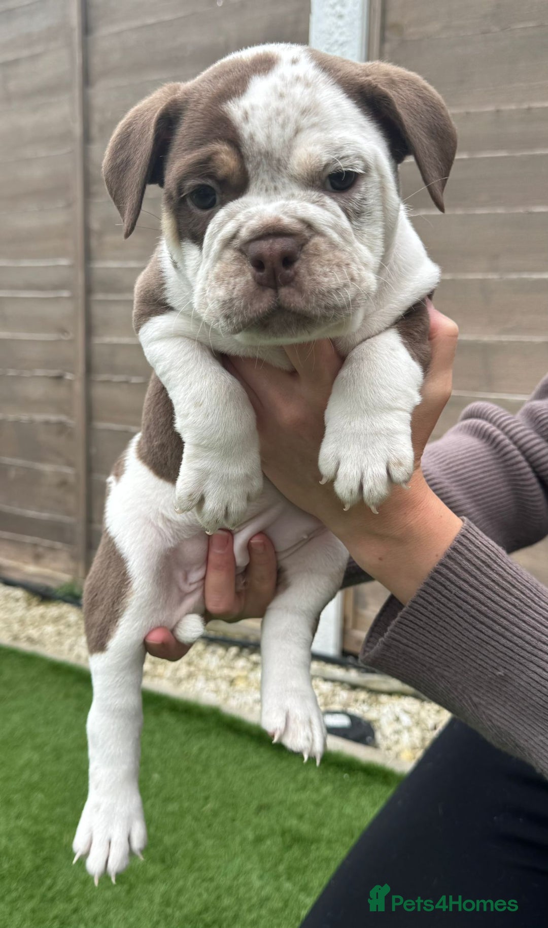 Mixed Breed dogs for sale: Stunning New England Bulldogs!!!! - Image 1