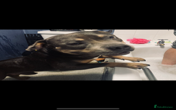 American Bully dogs for sale: Bruno  - Image 4