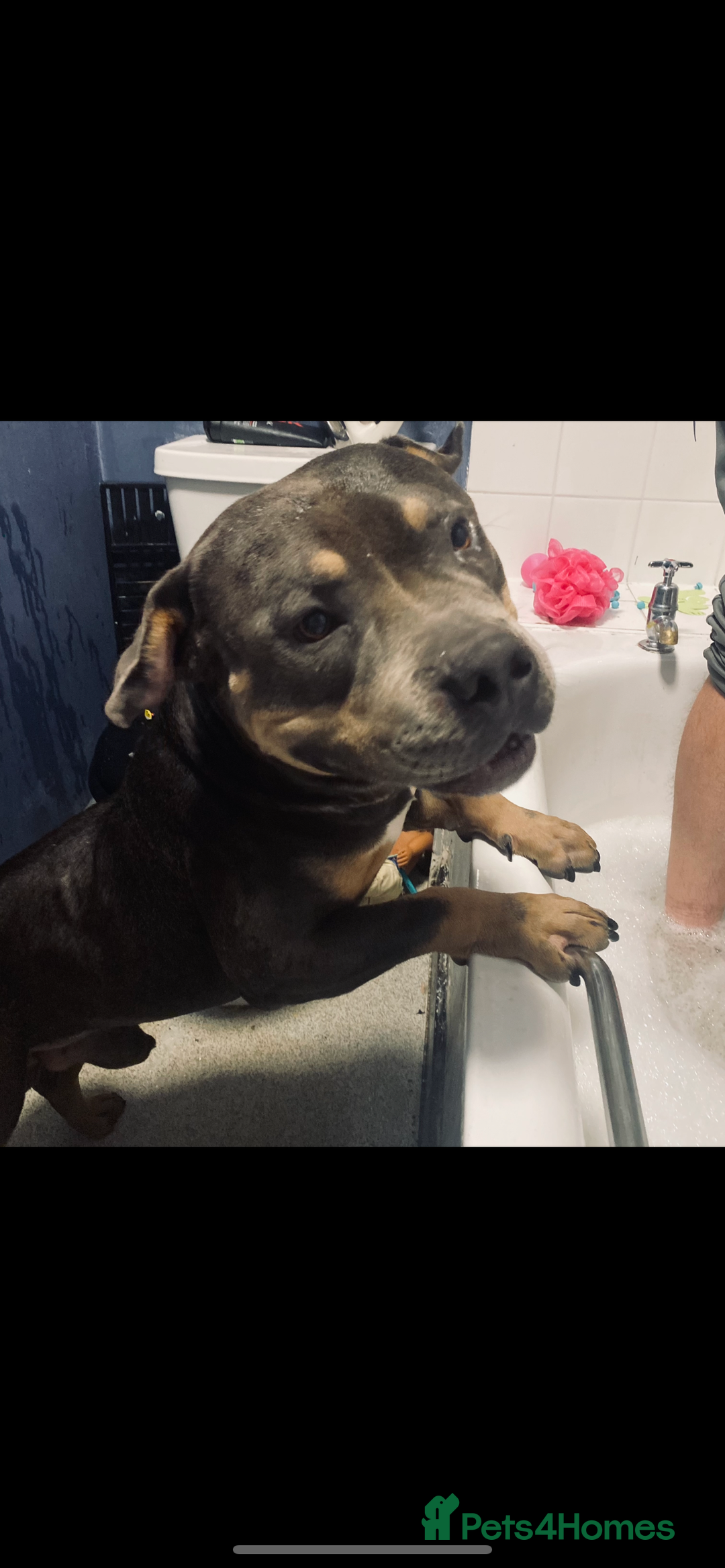 American Bully dogs for sale: Bruno  - Image 4