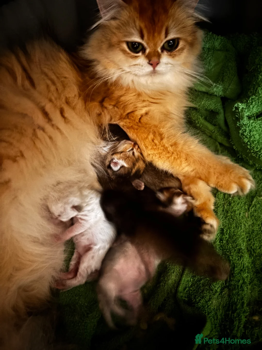 British Shorthair cats for stud: Golden tipped British shorthair  - Advert 2