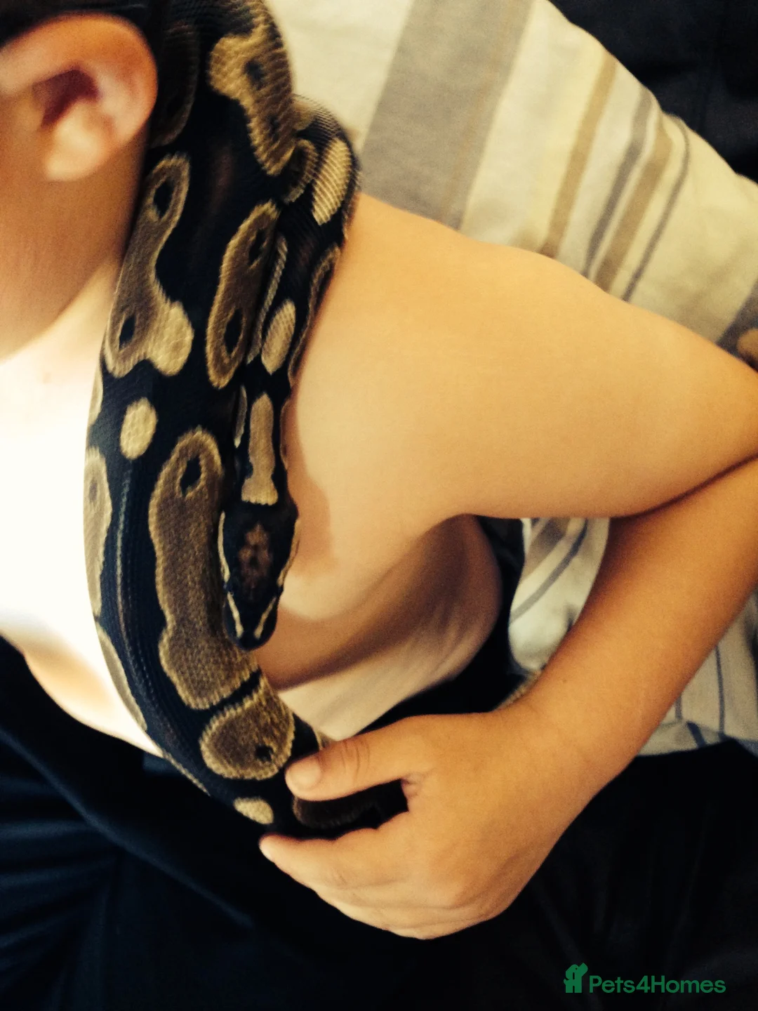 Python Snake reptiles for sale: Royal ball (Faye)  - Advert 4