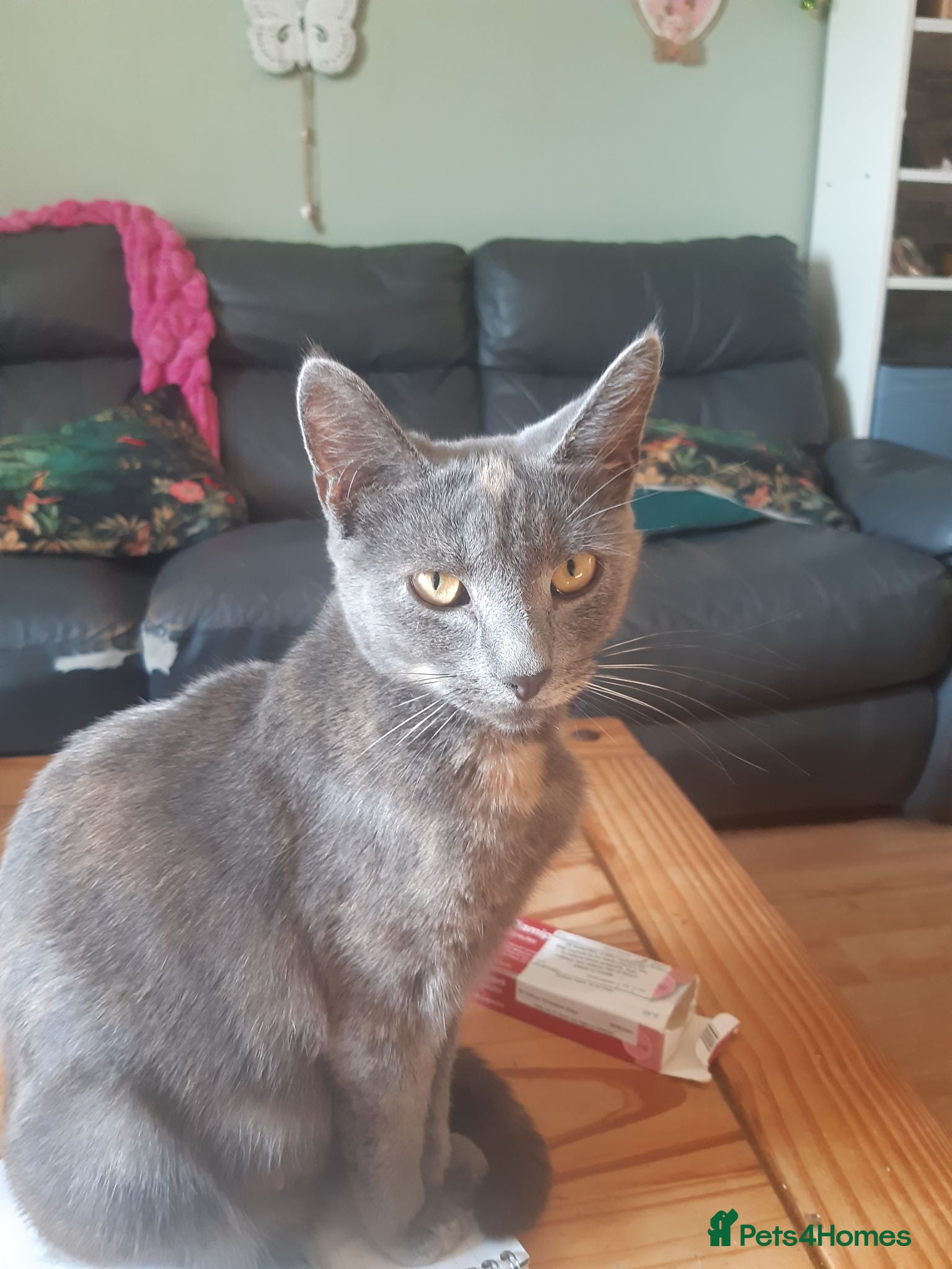 Mixed Breed cats 3 adorable kittens for sale - Advert 4