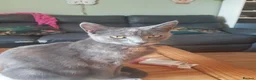 Mixed Breed cats for sale: 3 adorable kittens for sale in Bath - Advert 1