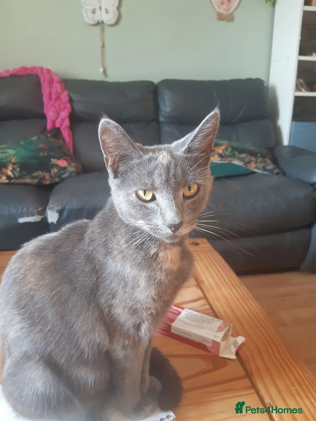 Mixed Breed cats for sale: 3 adorable kittens for sale in Bath - Advert 1