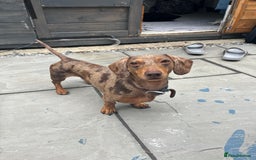 Miniature Dachshund dogs for stud: Beautiful miniature Dachshund for stud.  - Image 4