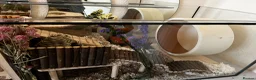 Gerbil rodents for sale: 2 Male Gerbils and Full Tank Set-Up in Walsall - Advert 7