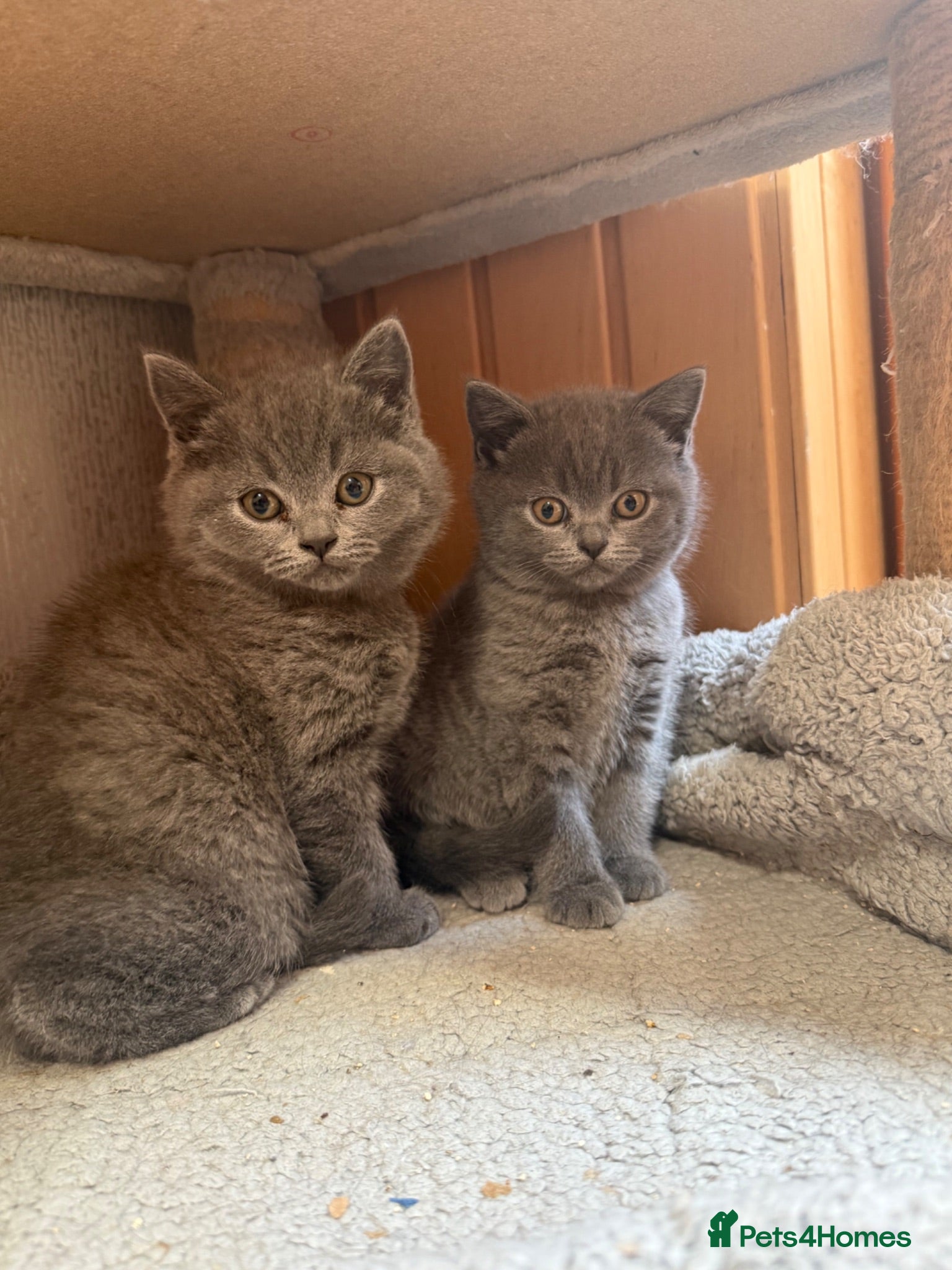 British Shorthair cats British shorthair kittens “READY NOW” - Advert 4