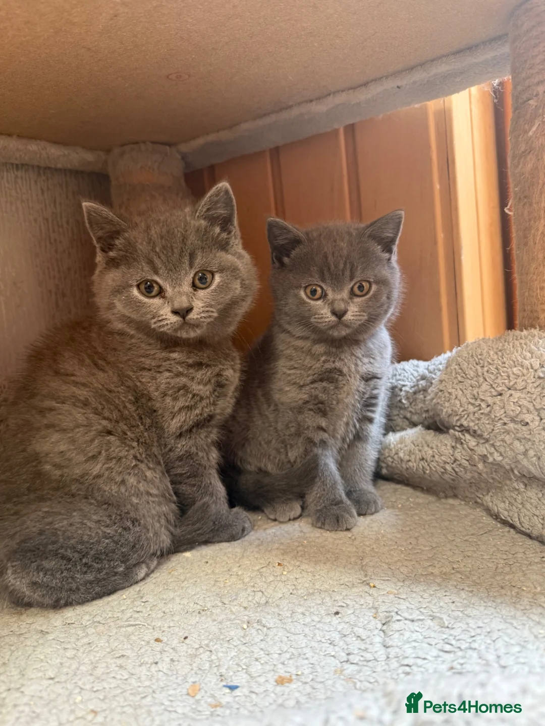British Shorthair cats for sale: British shorthair kittens “READY NOW” - Advert 1