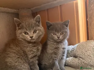 British Shorthair cats British shorthair kittens “READY NOW” - Advert 6
