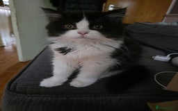 Scottish Fold cats for sale: 5month Scottish Fold - Image 1