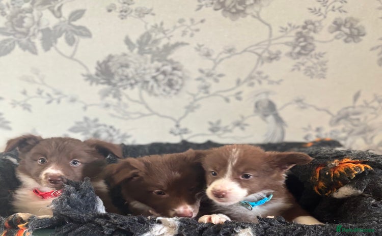 Border Collie dogs - Advert 2