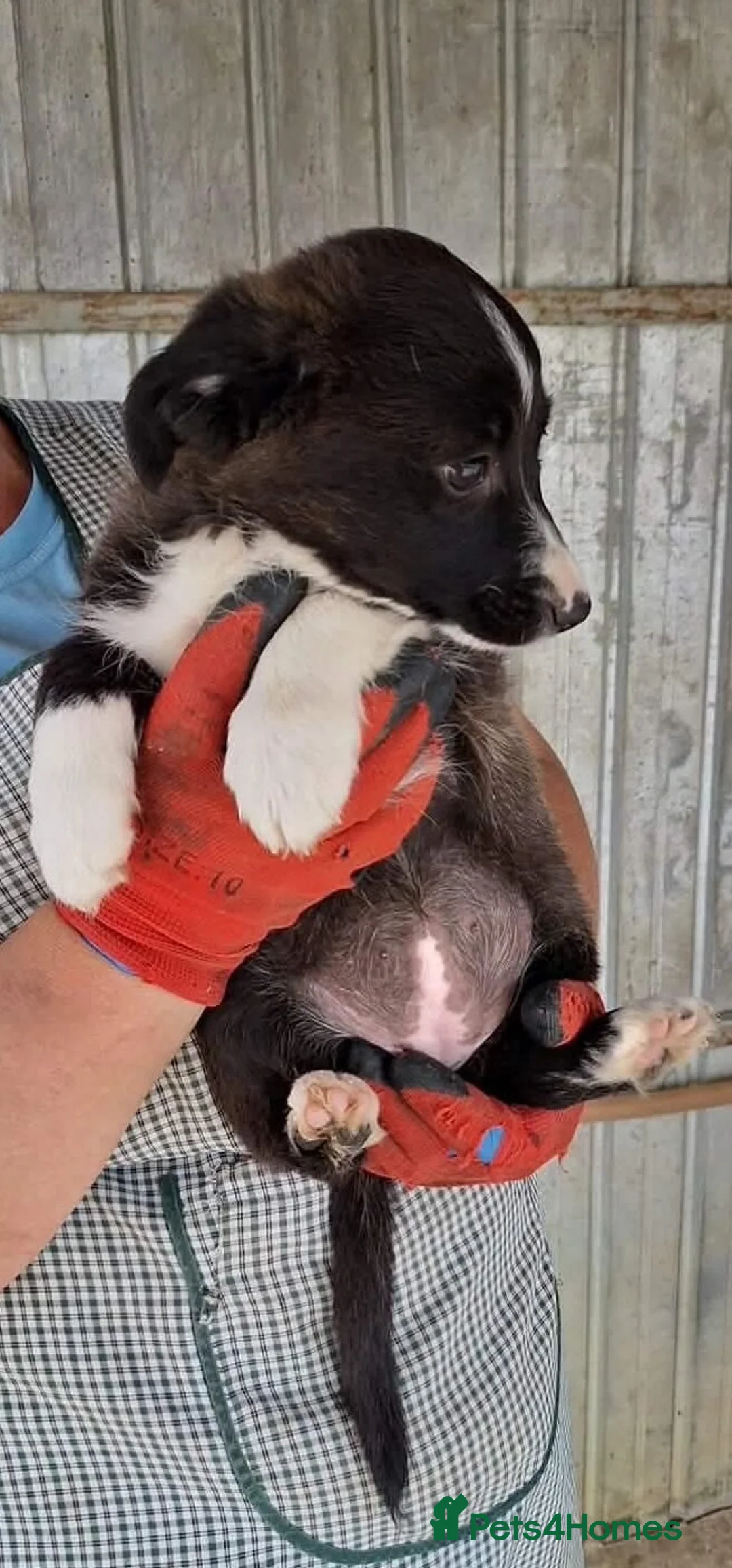 Mixed Breed dogs for adoption: Buttons - Advert 3