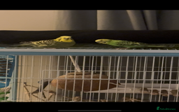 Budgerigars birds for sale: Looking for a budgie - Image 1