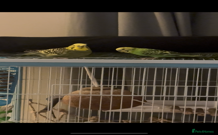 Budgerigars birds - Advert 4