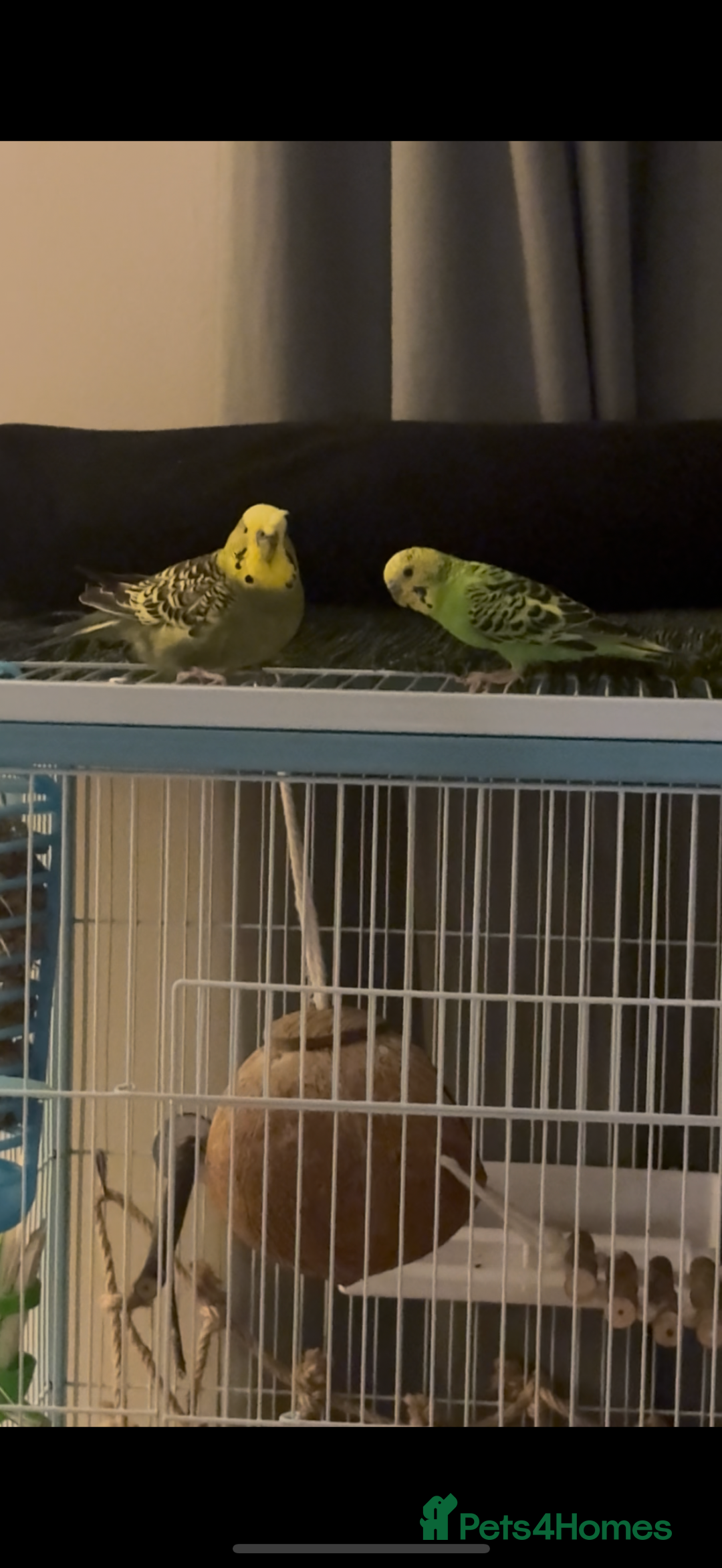 Budgerigars birds for sale: Looking for a budgie - Image 1