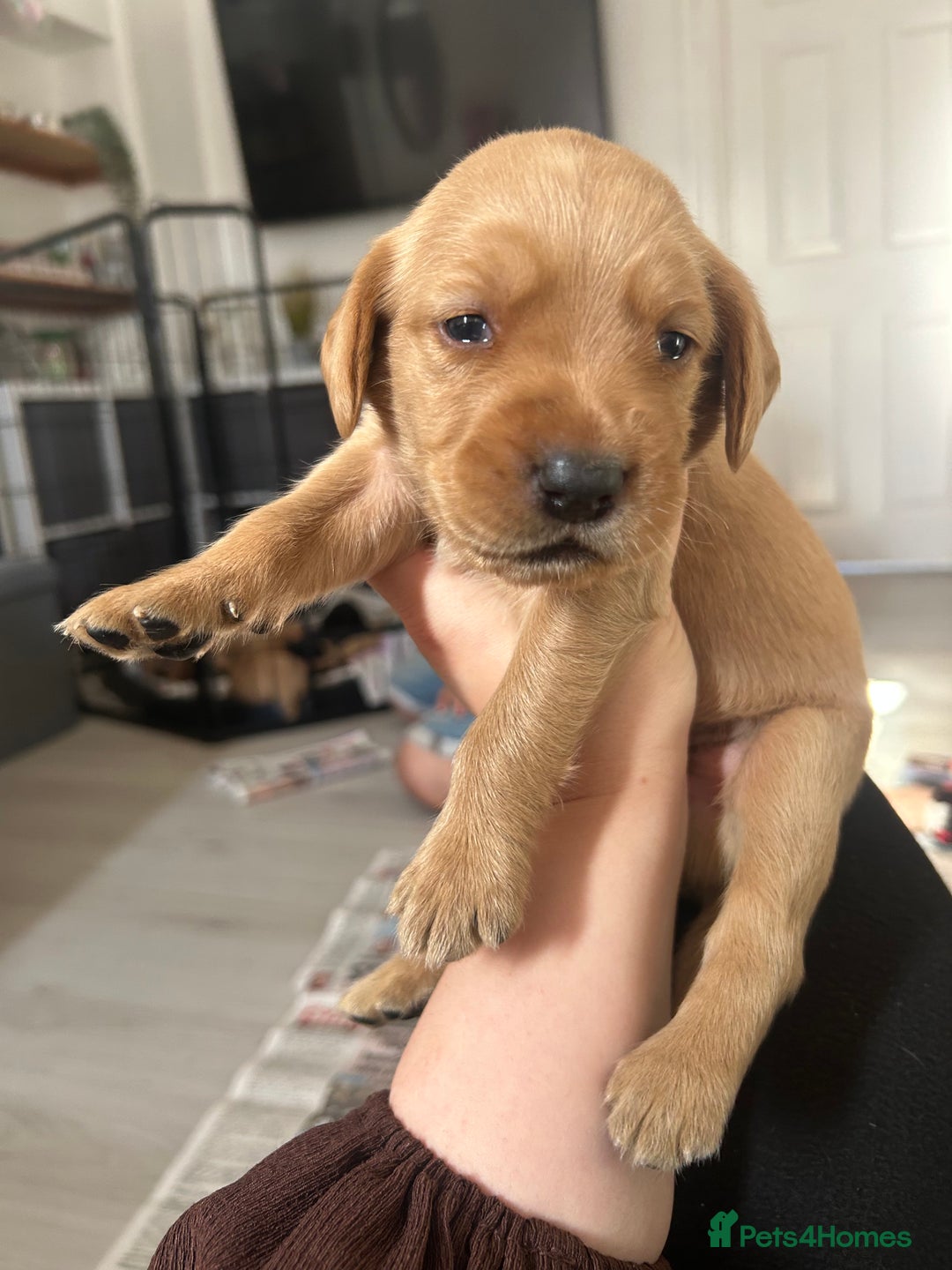 Springador dogs for sale: 3/4 Labrador (Springador x Labrador) Pups for Sale - Image 32