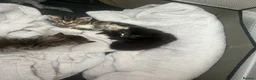 Mixed Breed cats for sale: 4 Gorgeous kittens for sale in Bacup - Advert 11