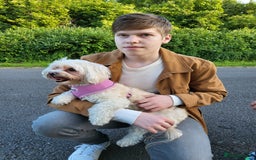 Maltese dogs for sale: Little Mia looking for forever home  - Image 21