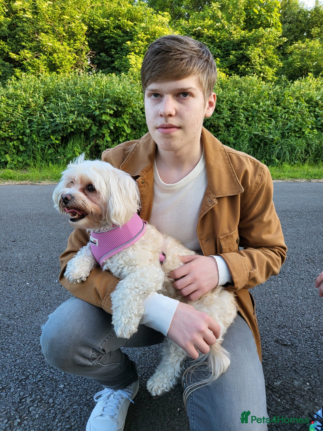 Maltese dogs for sale: Little Mia looking for forever home  - Image 21