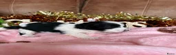 Cavapoo dogs for sale: Cavapoo puppies for sale  - Advert 15