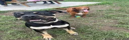 Presa Canario dogs for sale: Nyla 1 year old - Advert 2