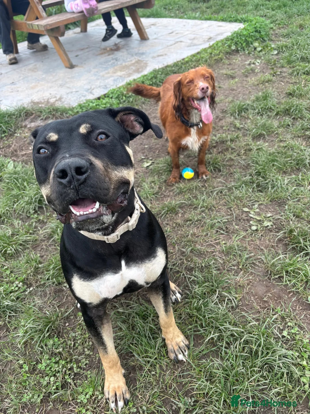 Presa Canario dogs for sale: Nyla 1 year old - Advert 2