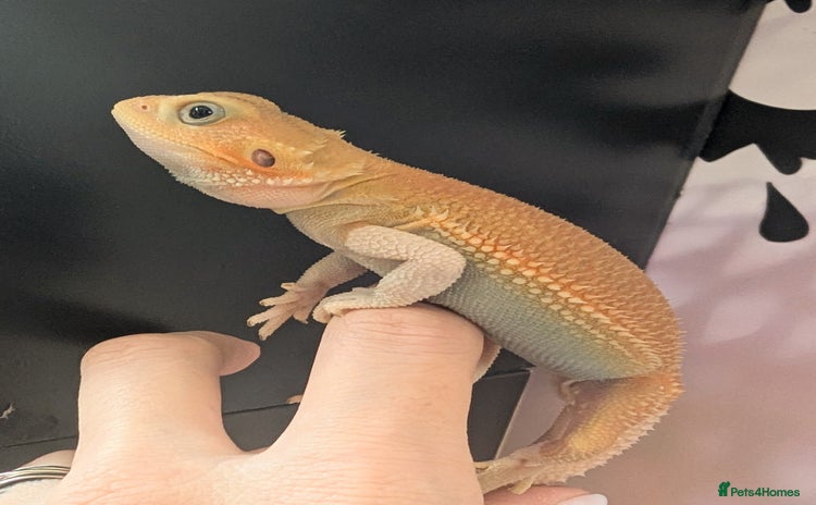 Bearded Dragon reptiles - Advert 9