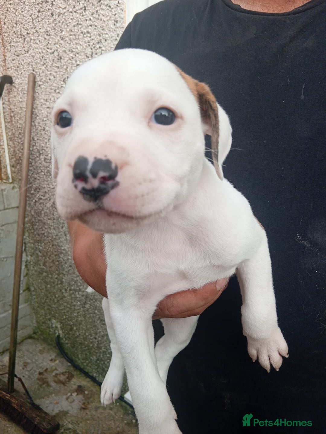 American Bulldog dogs for sale: Amercian Bulldog Pups 🐾  - Image 11