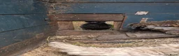 Chickens poultry for sale: Chickens for sale  - Advert 4