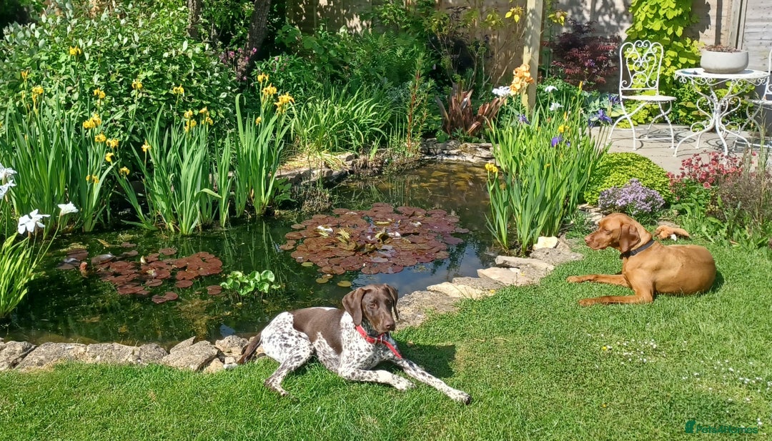 German Shorthaired Pointer dogs for sale: GSP Litter due 12th August  - Image 4