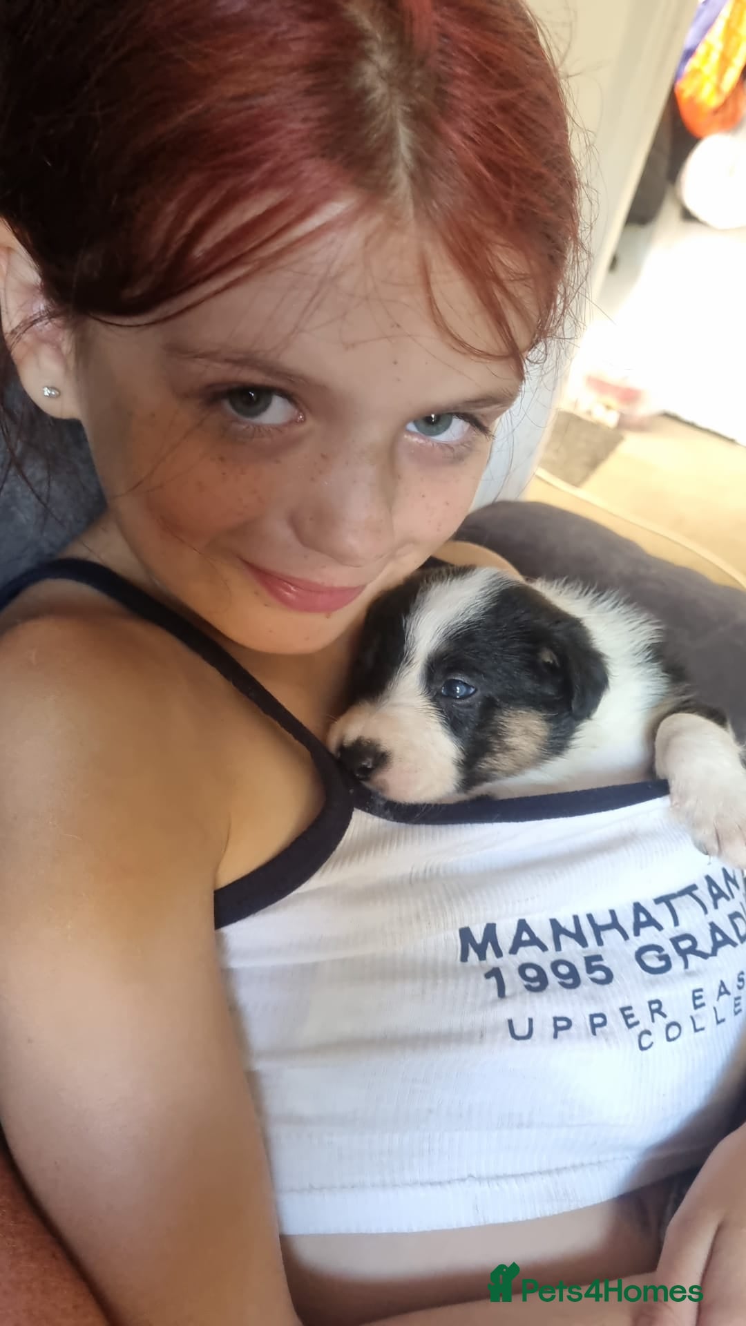 Border Collie dogs for sale: Border collie puppies  - Image 14
