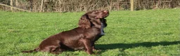 Cockapoo dogs for sale: Beautiful litter of cockapoos ready to leave now  - Advert 15