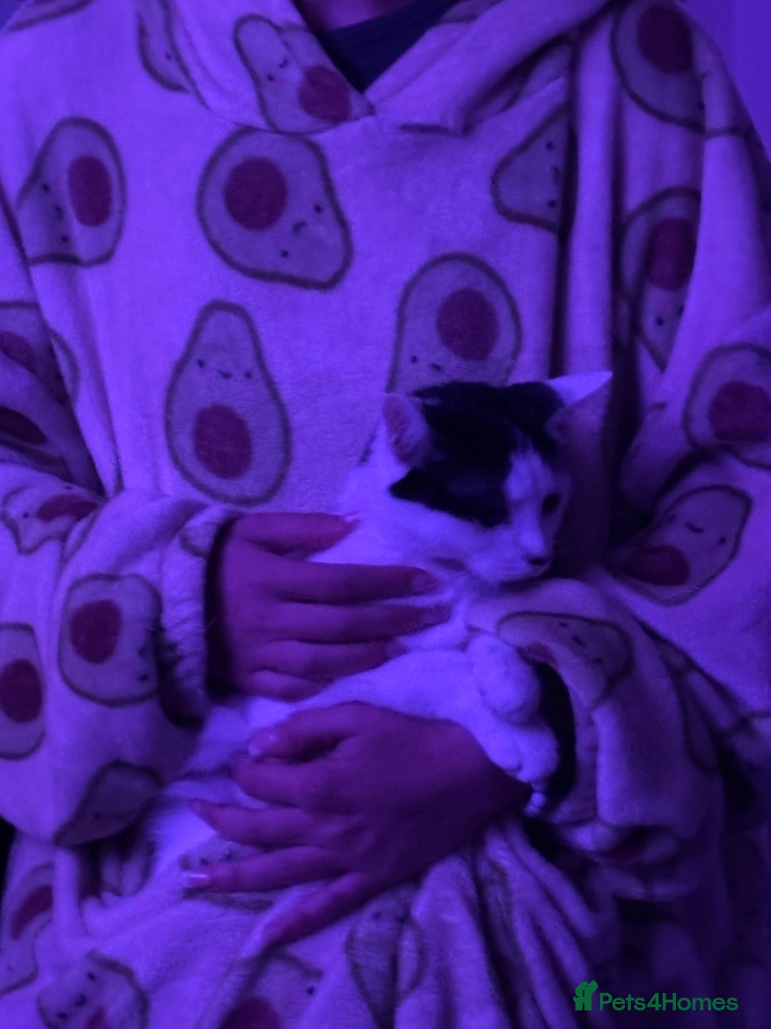 Domestic Shorthair cats for sale: tuxedo kitty - Advert 3