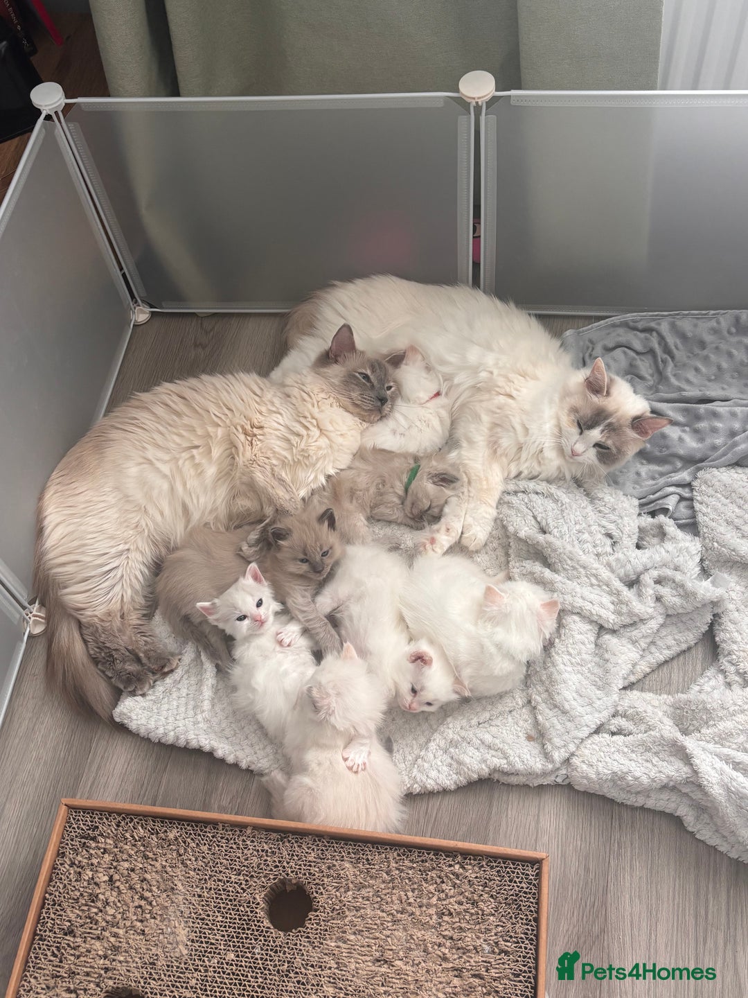 Ragdoll cats for sale: Pedigree Ragdoll Kittens for sale - Image 8