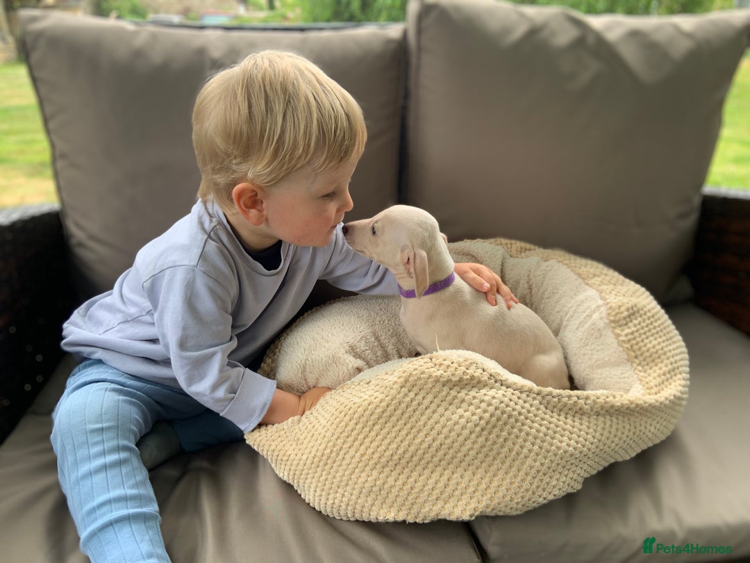 Italian Greyhound dogs for sale: Italian greyhound puppies KC reg European Lineage in Leeds - Image 3