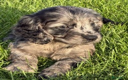 Sproodle dogs for sale: Adorable Sproodle Pups - Image 3