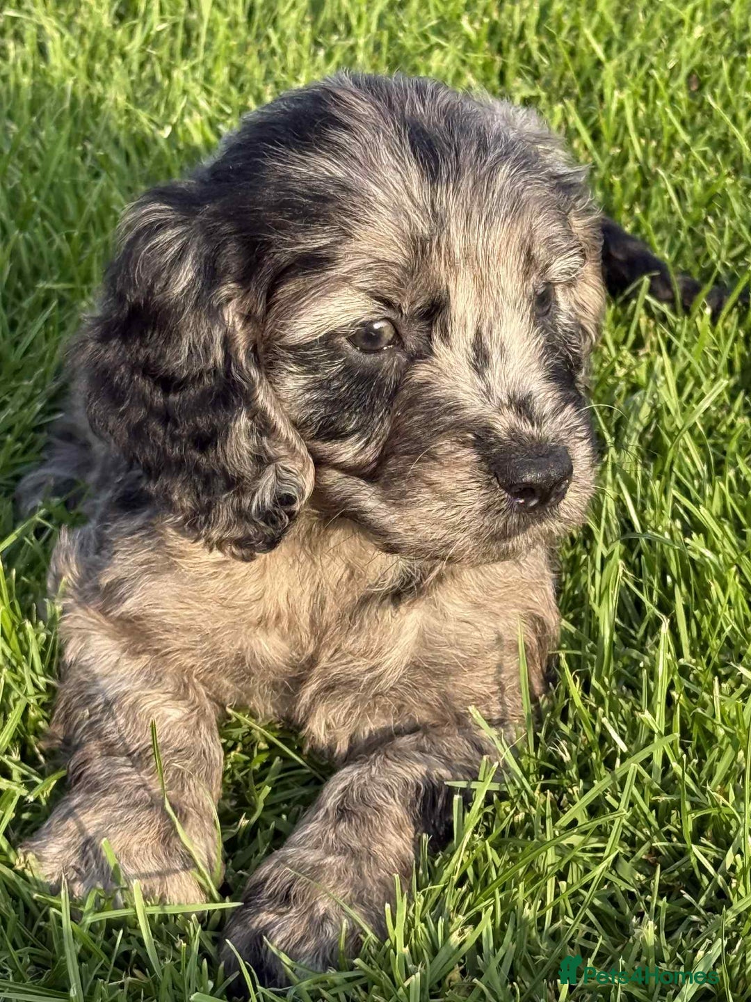 Sproodle dogs for sale: Adorable Sproodle Pups - Image 3