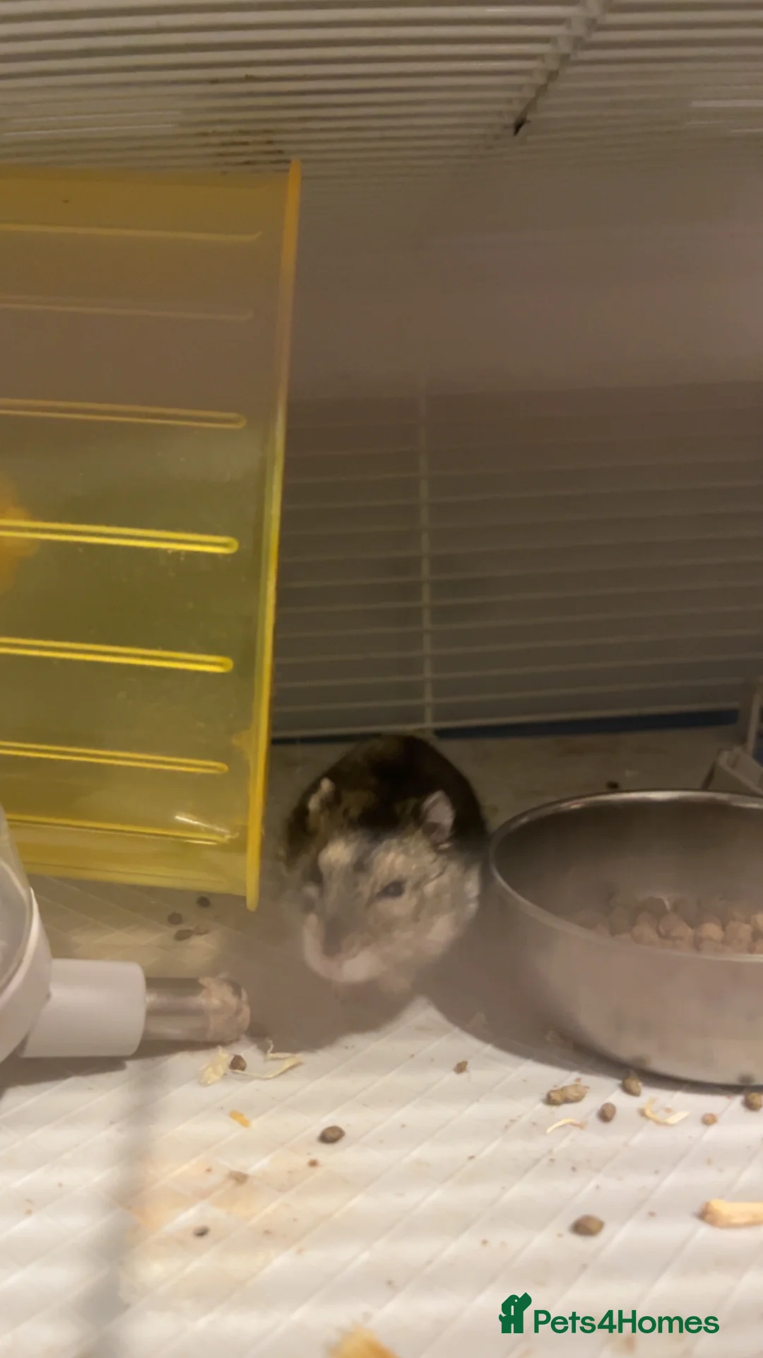 Hamster rodents for sale: Dwarf hamster  - Advert 2