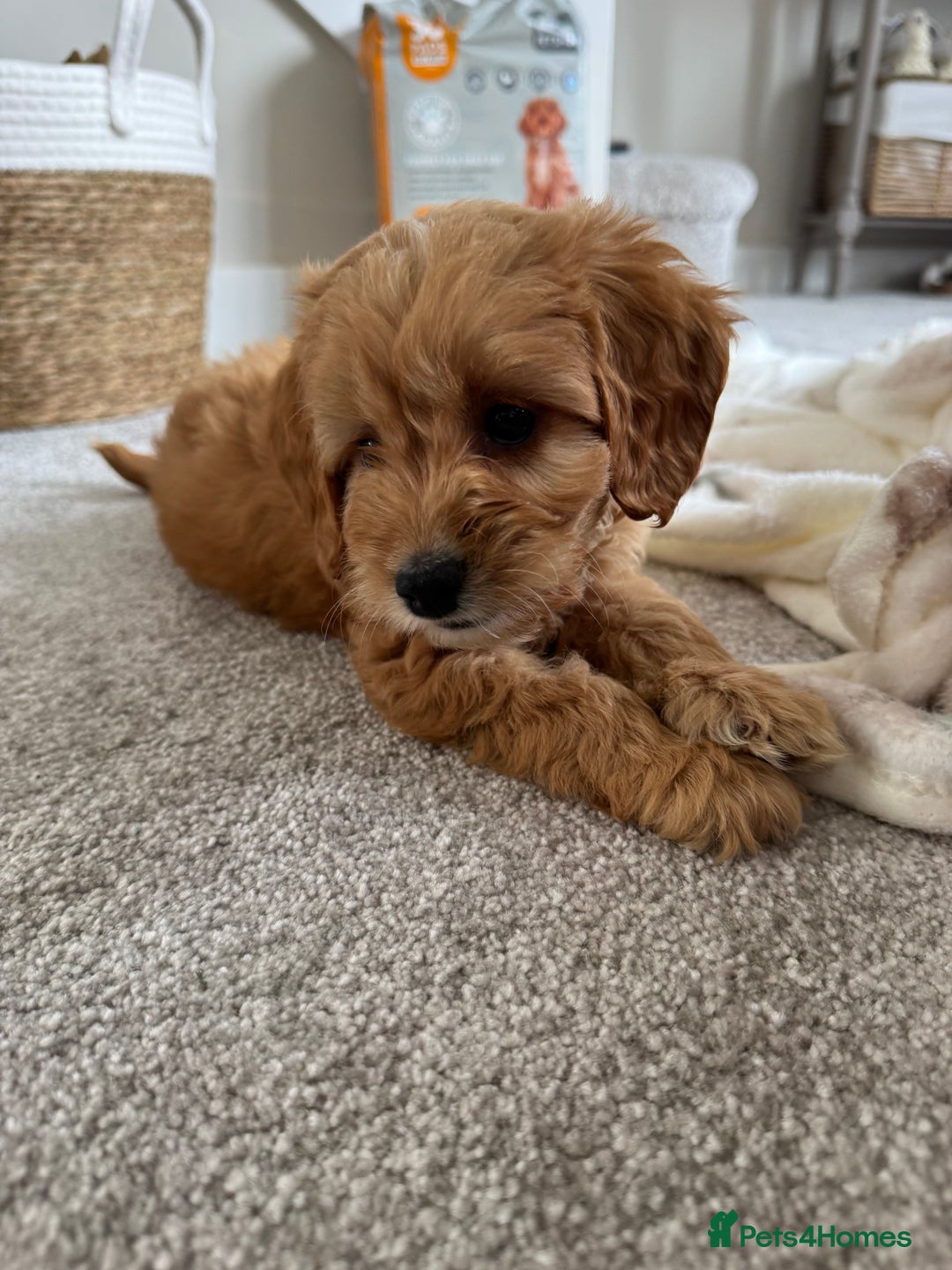 Cockapoo dogs for sale: Cockerpoo puppy - Image 3
