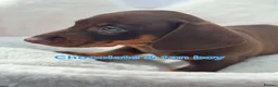 Dachshund dogs for sale: Minature Dachshund pups - Advert 23