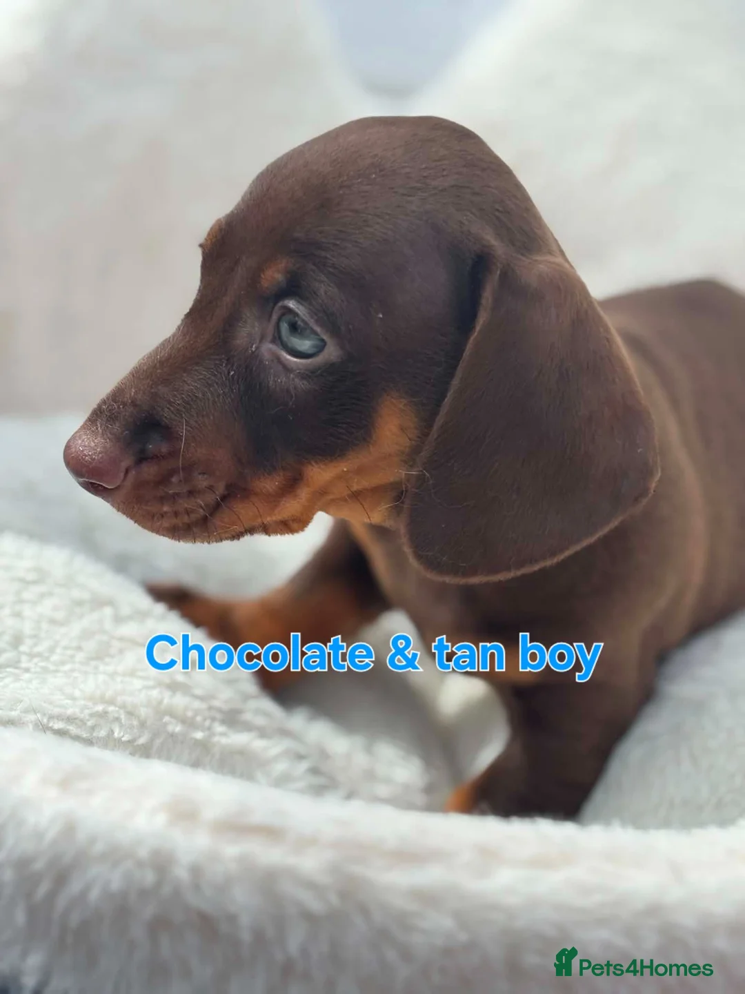 Dachshund dogs for sale: Minature Dachshund pups - Advert 23