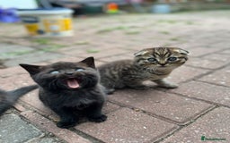 Scottish Fold cats for sale: Beautiful Scottish Fold & Straight Kittens - Image 2