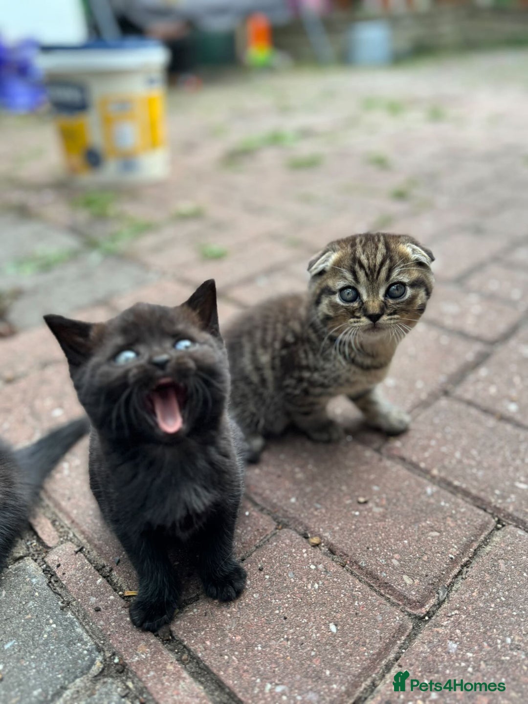 Scottish Fold cats for sale: Beautiful Scottish Fold & Straight Kittens - Image 2
