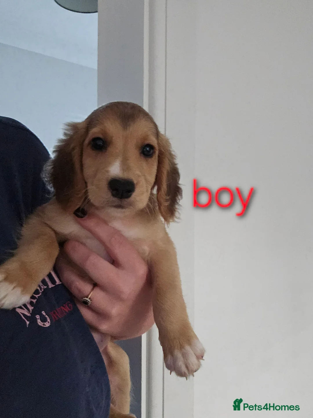 Mixed Breed dogs for sale: Mixed breed puppies for sale - Advert 2