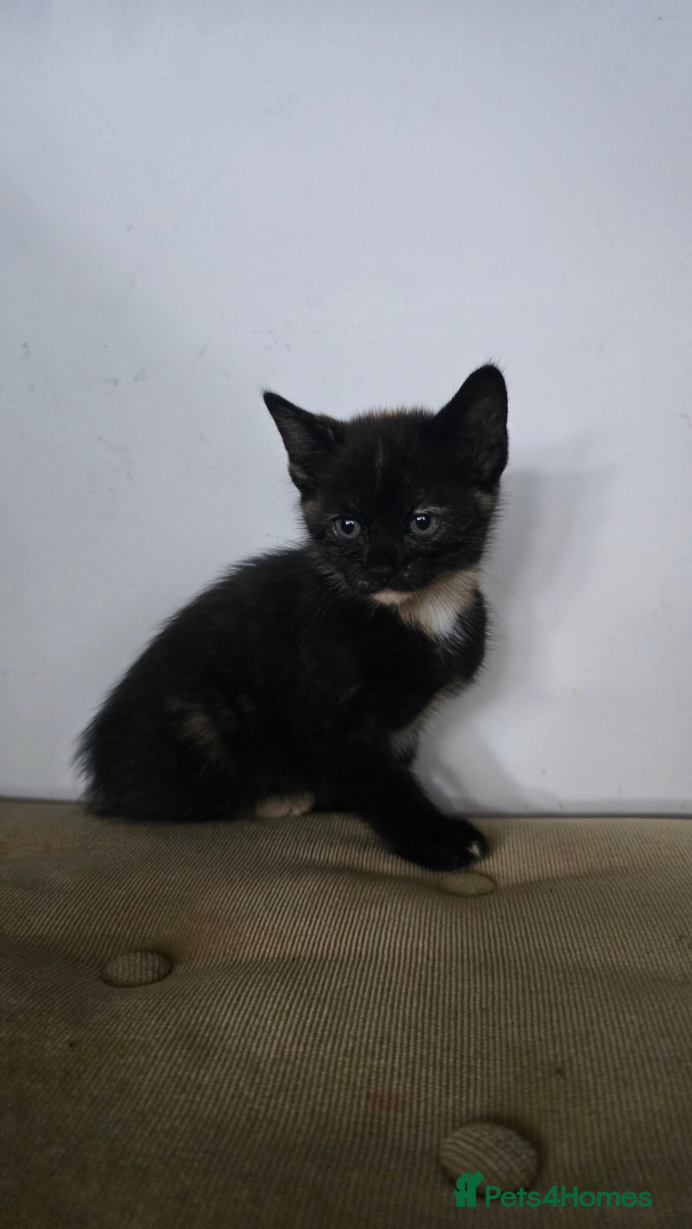 Mixed Breed cats 8 kitten looking for new forever homes  - Advert 2
