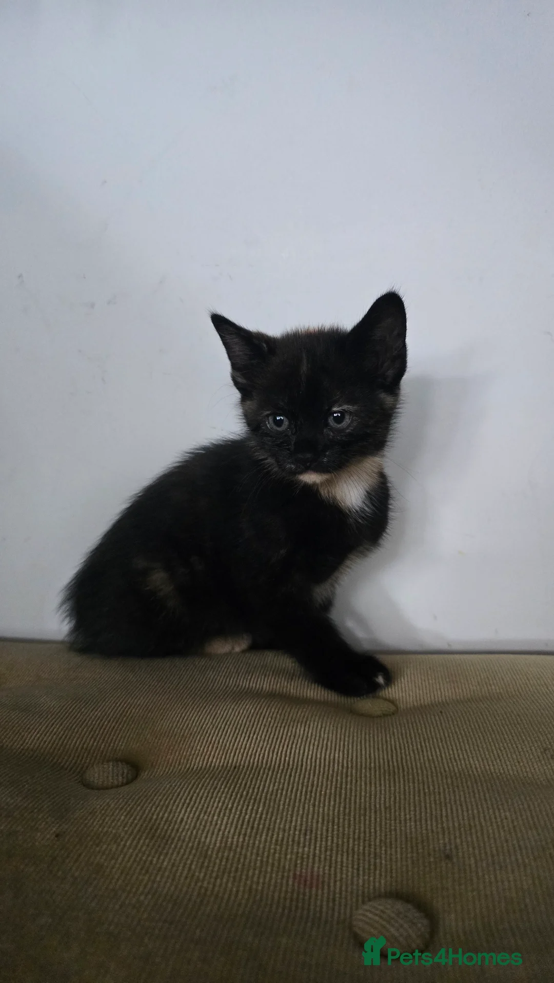 Mixed Breed cats for sale: 8 kitten looking for new forever homes  - Advert 2