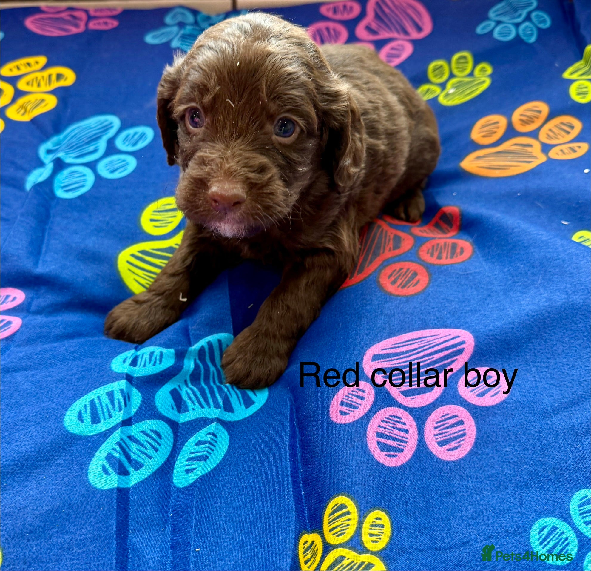 Sproodle dogs Sproodle Puppies from experienced, licensed breedr - Advert 1