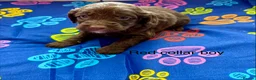 Sproodle dogs for sale: Sproodle Puppies from experienced, licensed breedr - Advert 17