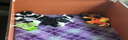 Jack Russell dogs for sale: Beautiful litter of Jack Russel puppies  in Milnthorpe - Advert 28