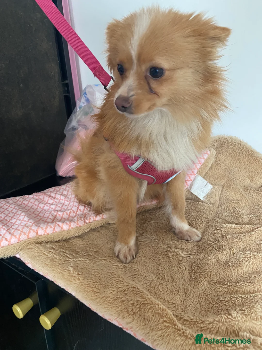 Pomeranian dogs for sale: Adventurous girl Pomeranian  - Advert 1